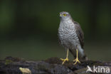 Sperwer (Accipiter nisus)