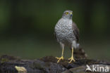 Sperwer (Accipiter nisus)