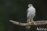 Sparrow Hawk (Accipiter nisus)