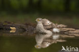 Sparrow Hawk (Accipiter nisus)