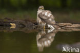 Sperwer (Accipiter nisus)