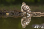 Sparrow Hawk (Accipiter nisus)