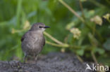 European Starling (Sturnus vulgaris)