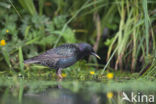 European Starling (Sturnus vulgaris)