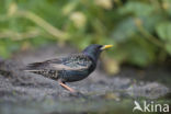 European Starling (Sturnus vulgaris)