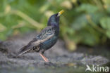 European Starling (Sturnus vulgaris)