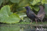 European Starling (Sturnus vulgaris)