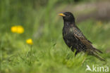 European Starling (Sturnus vulgaris)