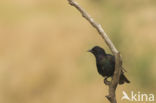 European Starling (Sturnus vulgaris)