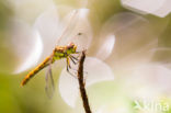 Steenrode heidelibel (Sympetrum vulgatum)