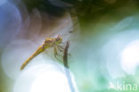 Steenrode heidelibel (Sympetrum vulgatum)