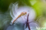 Vagrant Darter (Sympetrum vulgatum)