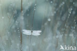 Vagrant Darter (Sympetrum vulgatum)