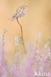 Steenrode heidelibel (Sympetrum vulgatum)