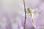 Steenrode heidelibel (Sympetrum vulgatum)