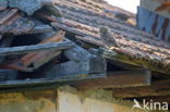 Little Owl (Athene noctua)