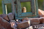 Little Owl (Athene noctua)