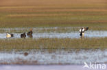 Steller s Eider (Polysticta stelleri)