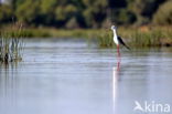 Steltkluut (Himantopus himantopus)