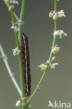 Vogelwiekje (Dypterygia scabriuscula)