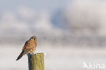 Common Kestrel (Falco tinnunculus)