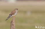 Common Kestrel (Falco tinnunculus)