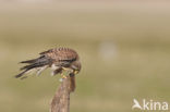 Common Kestrel (Falco tinnunculus)