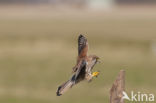 Common Kestrel (Falco tinnunculus)