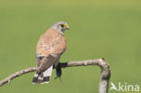 Common Kestrel (Falco tinnunculus)