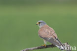 Common Kestrel (Falco tinnunculus)