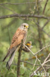 Common Kestrel (Falco tinnunculus)