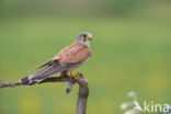 Torenvalk (Falco tinnunculus)