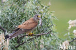 Common Kestrel (Falco tinnunculus)