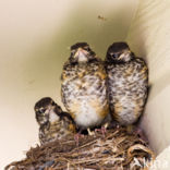 Turdus migratorius migratorius