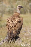 Eurasian Griffon (Gyps fulvus)