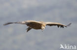 Eurasian Griffon (Gyps fulvus)