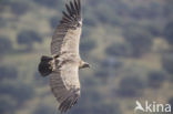 Eurasian Griffon (Gyps fulvus)