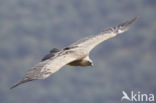 Eurasian Griffon (Gyps fulvus)