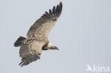 Eurasian Griffon (Gyps fulvus)