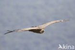 Eurasian Griffon (Gyps fulvus)