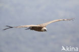 Eurasian Griffon (Gyps fulvus)