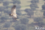 Eurasian Griffon (Gyps fulvus)