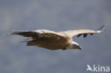 Eurasian Griffon (Gyps fulvus)