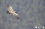 Eurasian Griffon (Gyps fulvus)