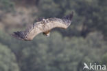 Eurasian Griffon (Gyps fulvus)