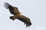 Eurasian Griffon (Gyps fulvus)