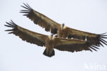 Eurasian Griffon (Gyps fulvus)