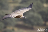 Eurasian Griffon (Gyps fulvus)