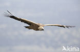 Eurasian Griffon (Gyps fulvus)