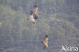 Eurasian Griffon (Gyps fulvus)